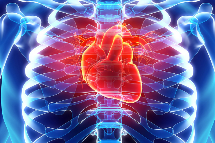 Cardiovascular / Antihypertensives
